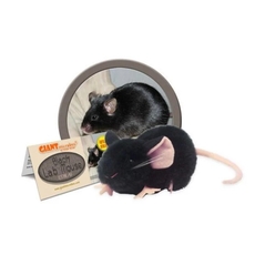 Black Lab Mouse