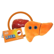 Liver
