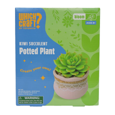 Kiwi Succulent Potted Plant