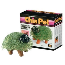Chia Puppy
