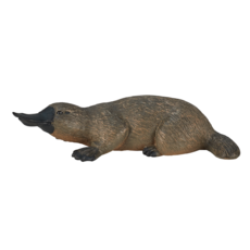 Duck Billed Platypus